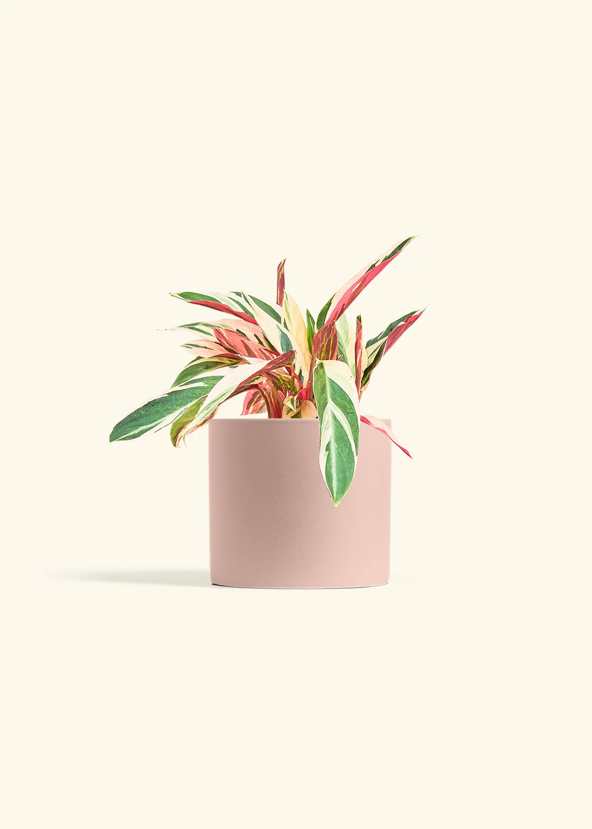 Stromanthe 'Triostar' - Image 12