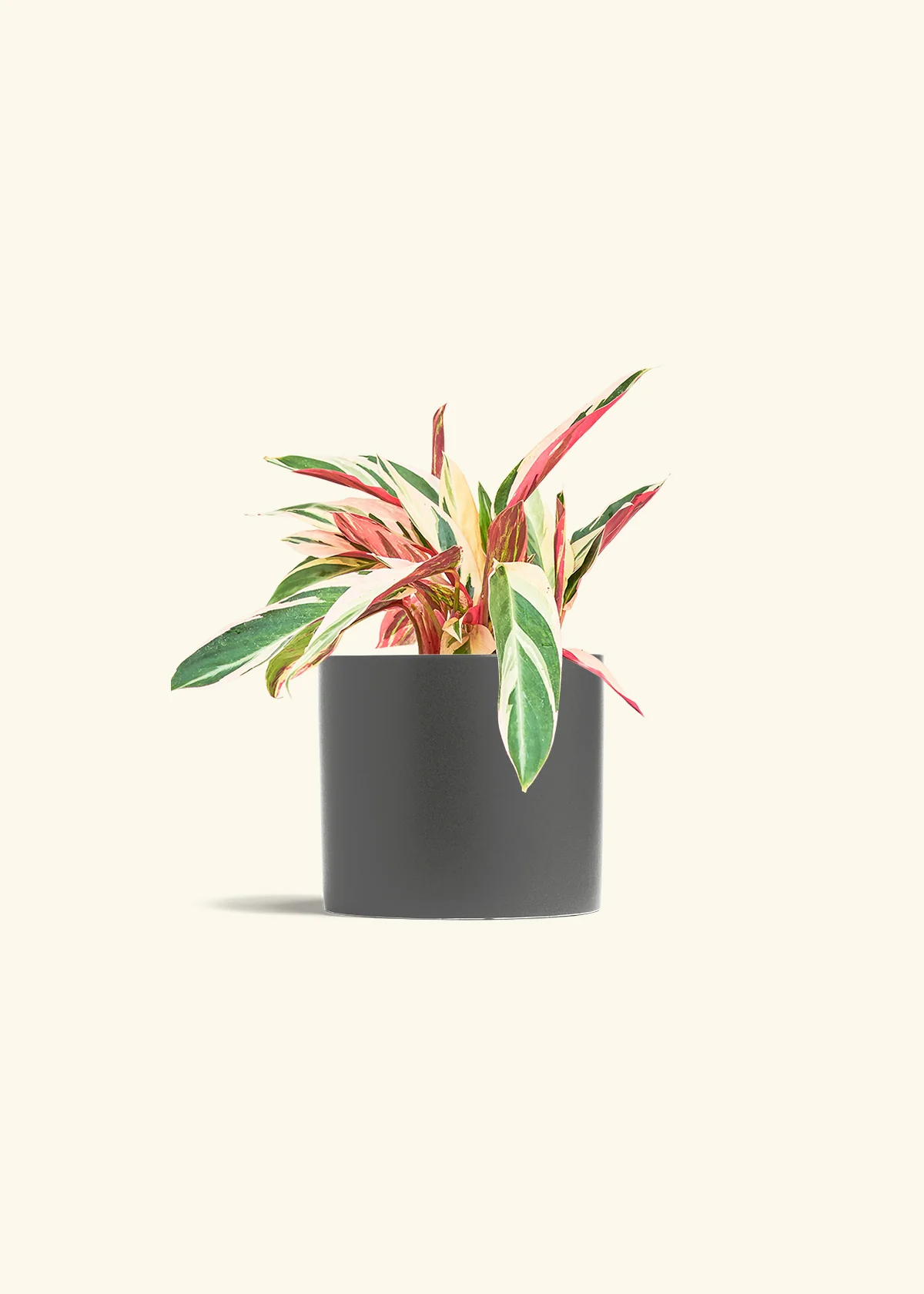 Stromanthe 'Triostar' - Image 13