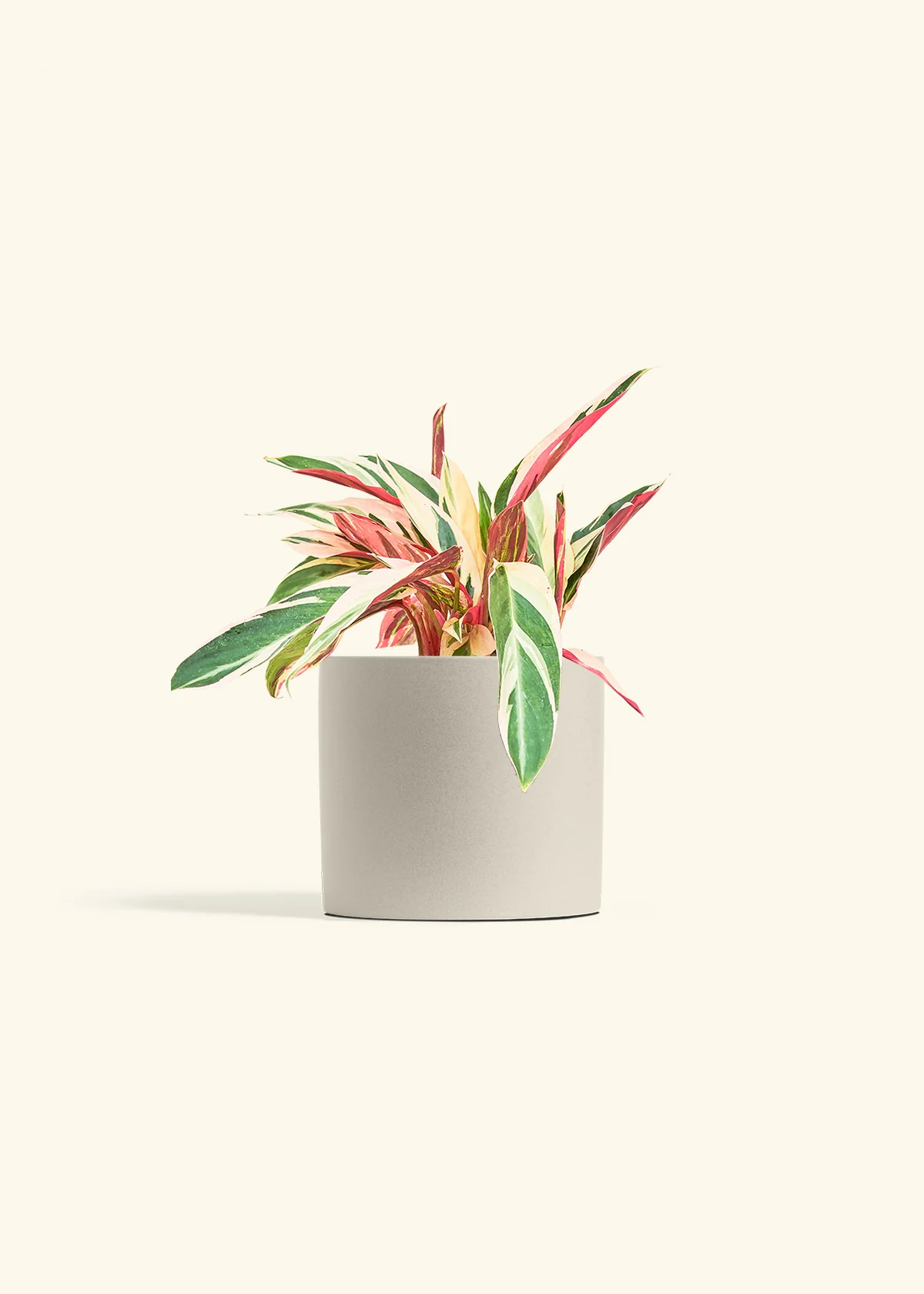 Stromanthe 'Triostar' - Image 14