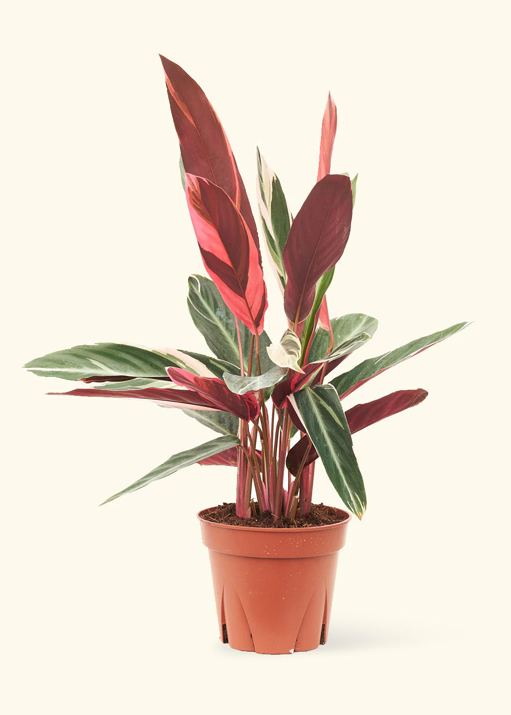 Stromanthe 'Triostar' - Image 15