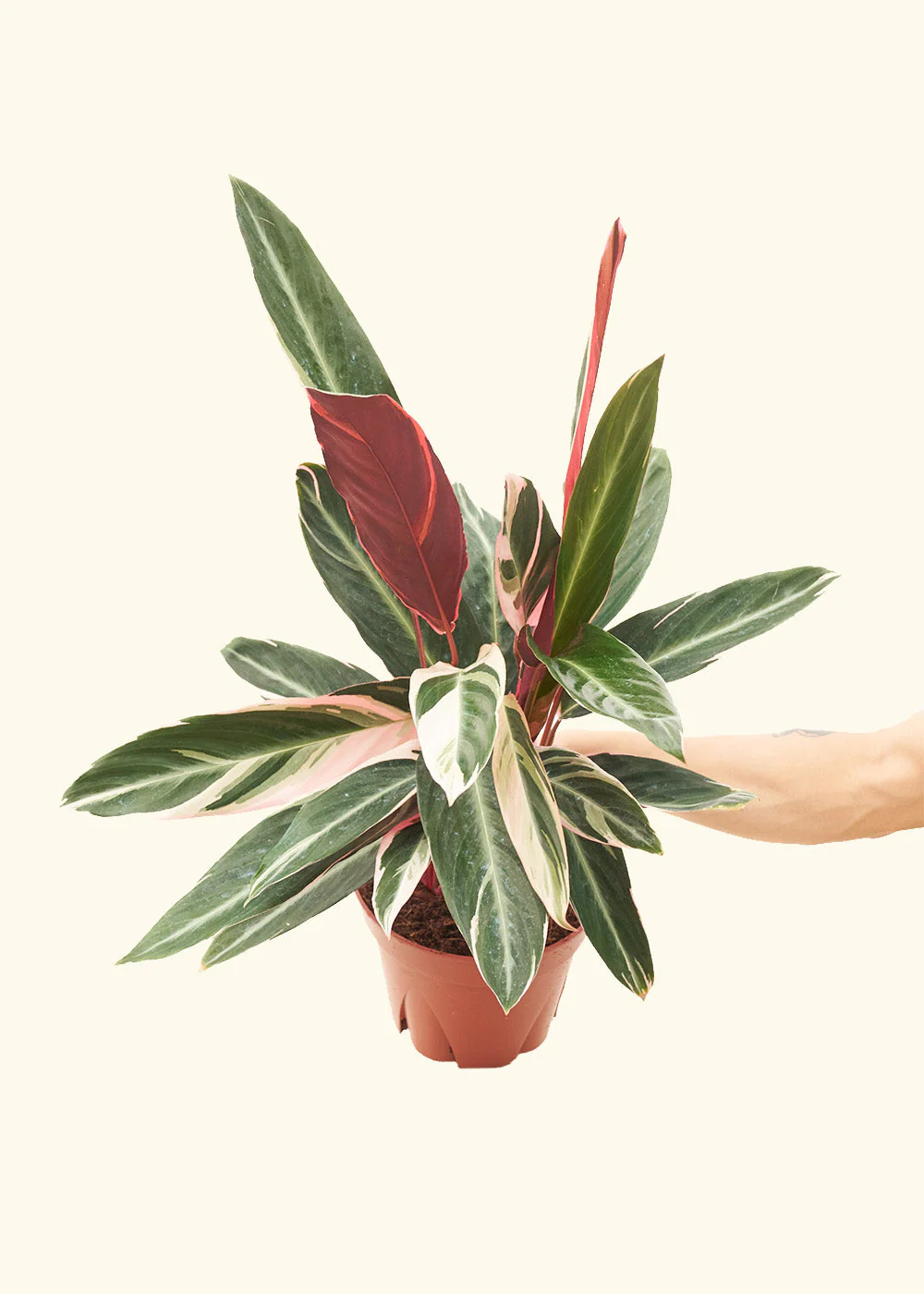 Stromanthe 'Triostar' - Image 16