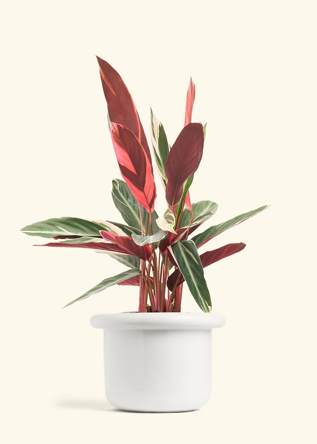 Stromanthe 'Triostar' - Image 17