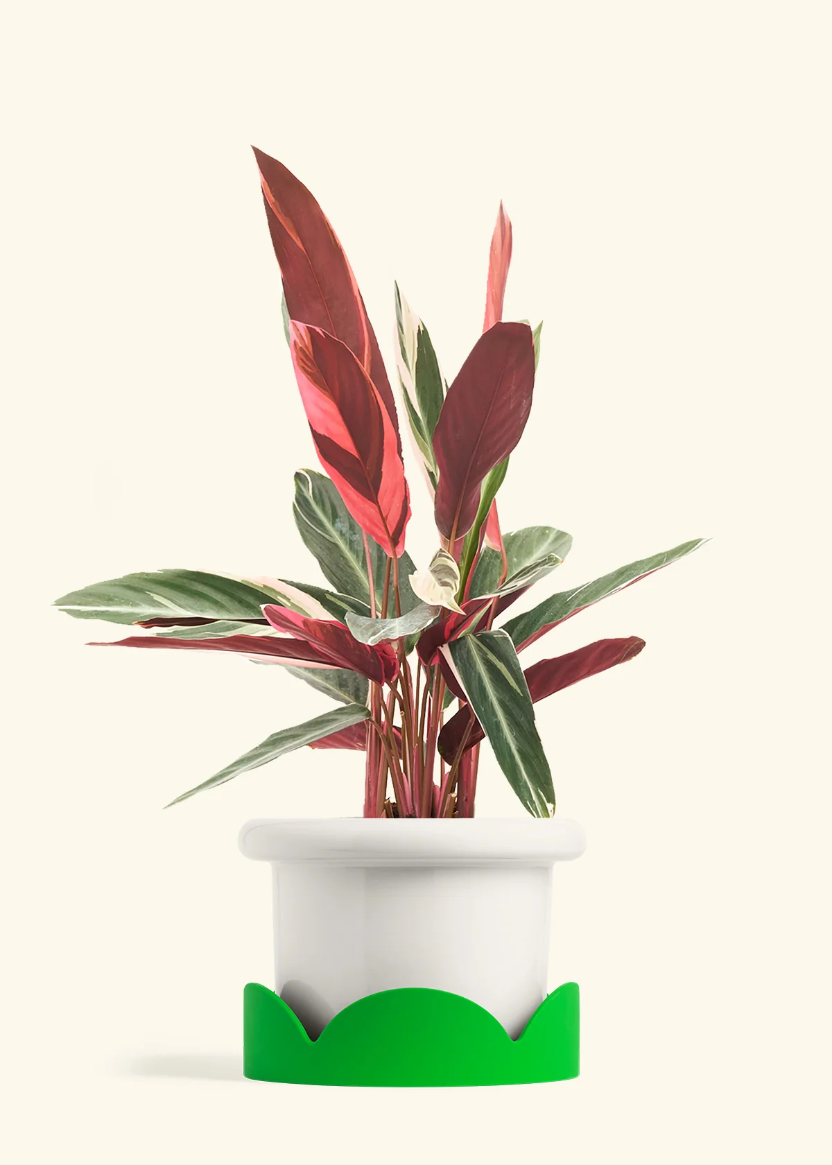 Stromanthe 'Triostar' - Image 18
