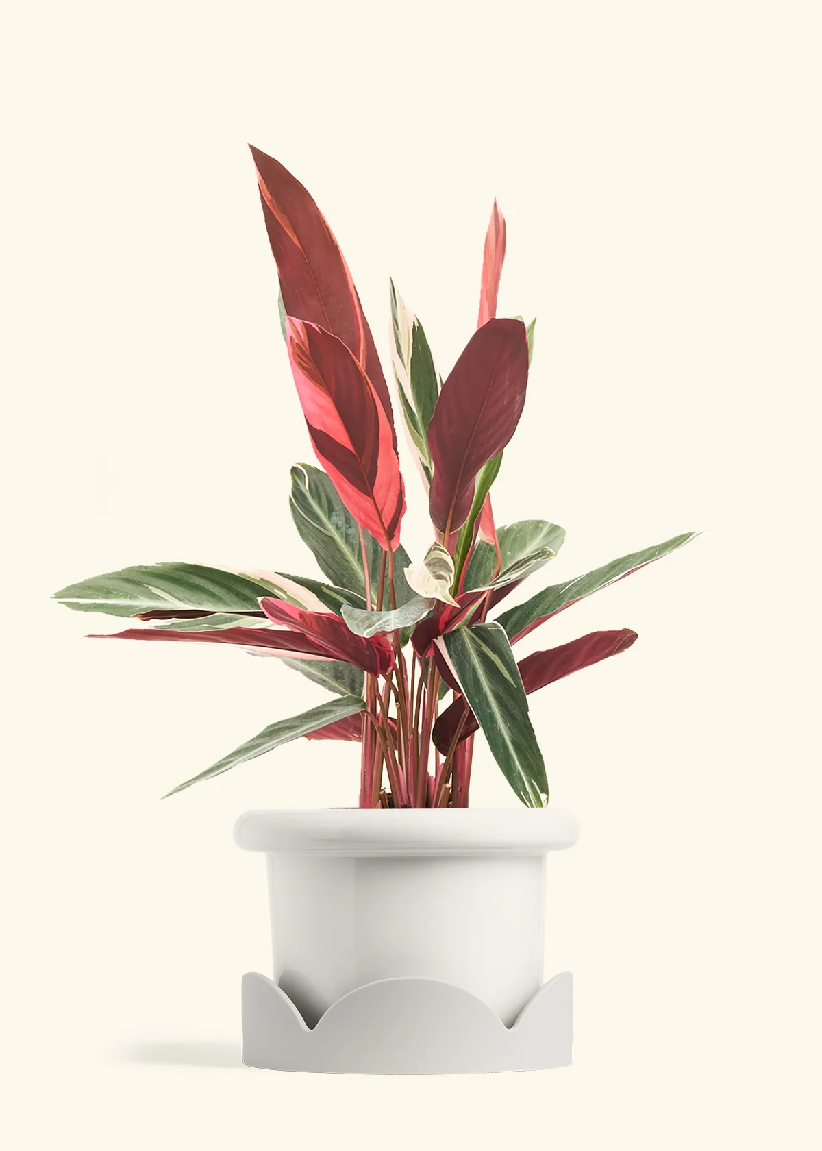 Stromanthe 'Triostar' - Image 19
