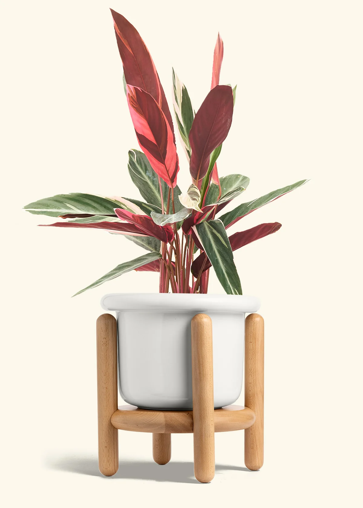 Stromanthe 'Triostar' - Image 20