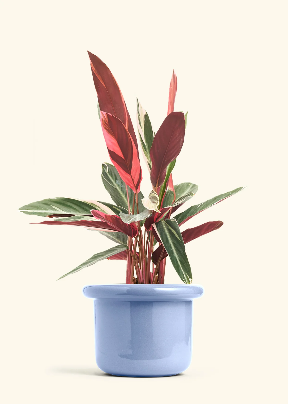 Stromanthe 'Triostar' - Image 21