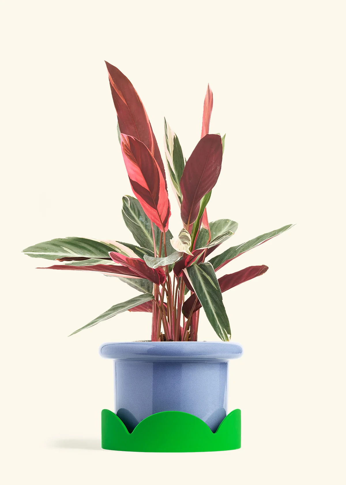 Stromanthe 'Triostar' - Image 22