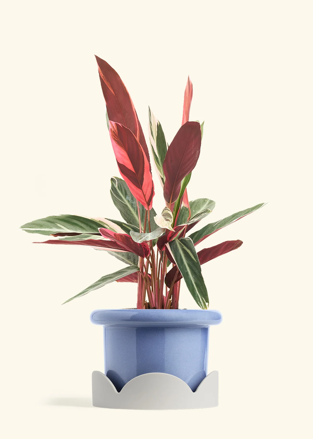 Stromanthe 'Triostar' - Image 23
