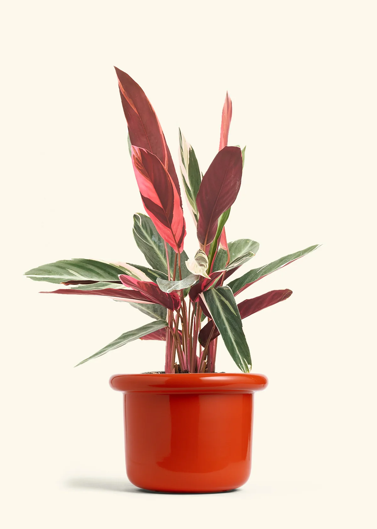 Stromanthe 'Triostar' - Image 25