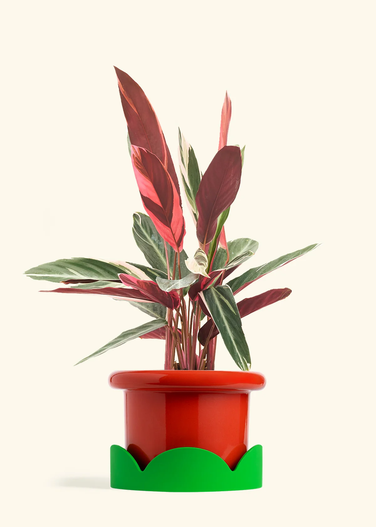 Stromanthe 'Triostar' - Image 26