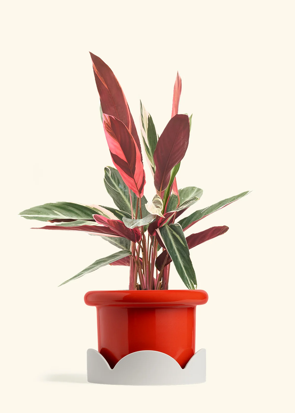 Stromanthe 'Triostar' - Image 27