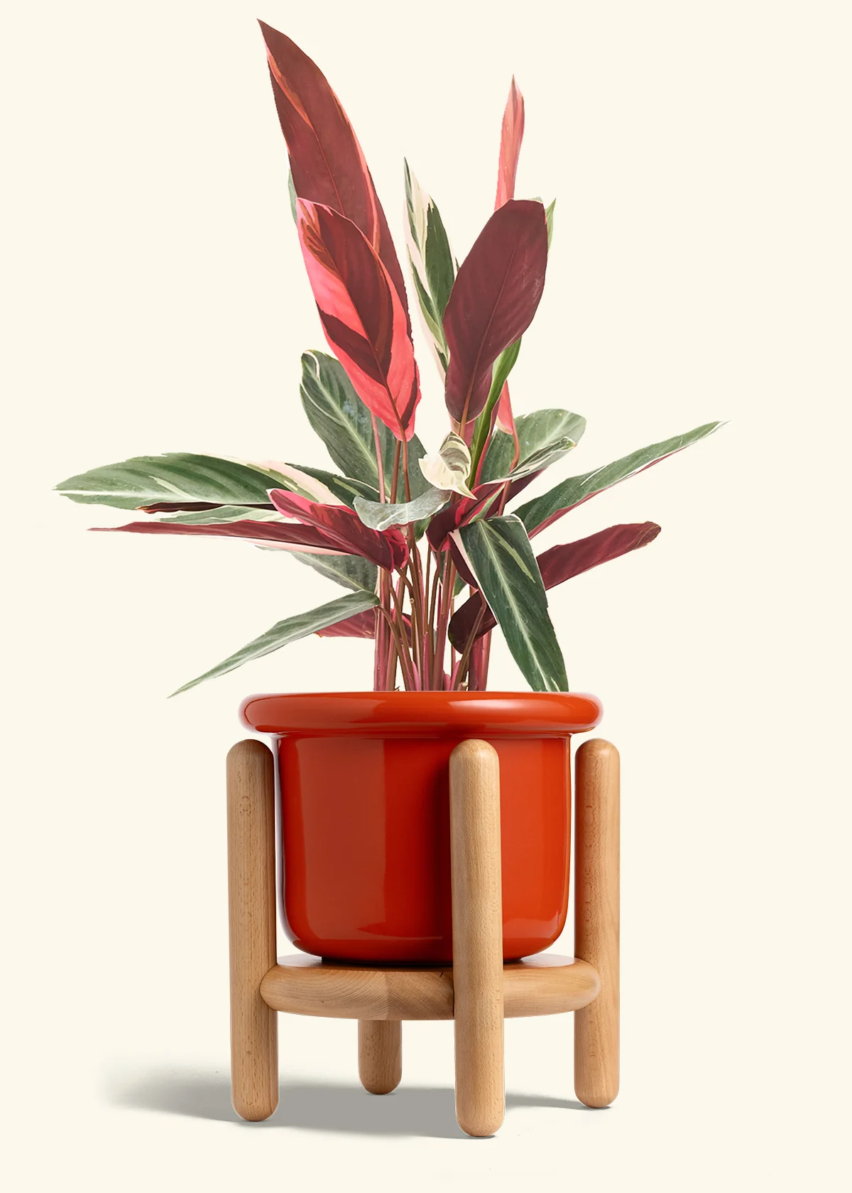 Stromanthe 'Triostar' - Image 28