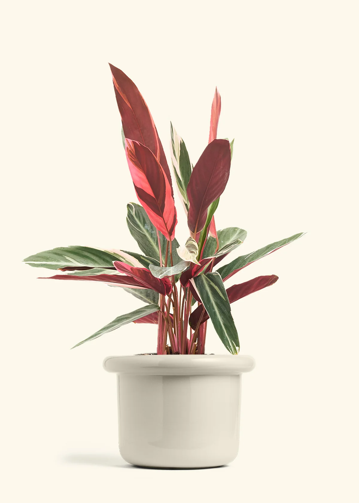 Stromanthe 'Triostar' - Image 29