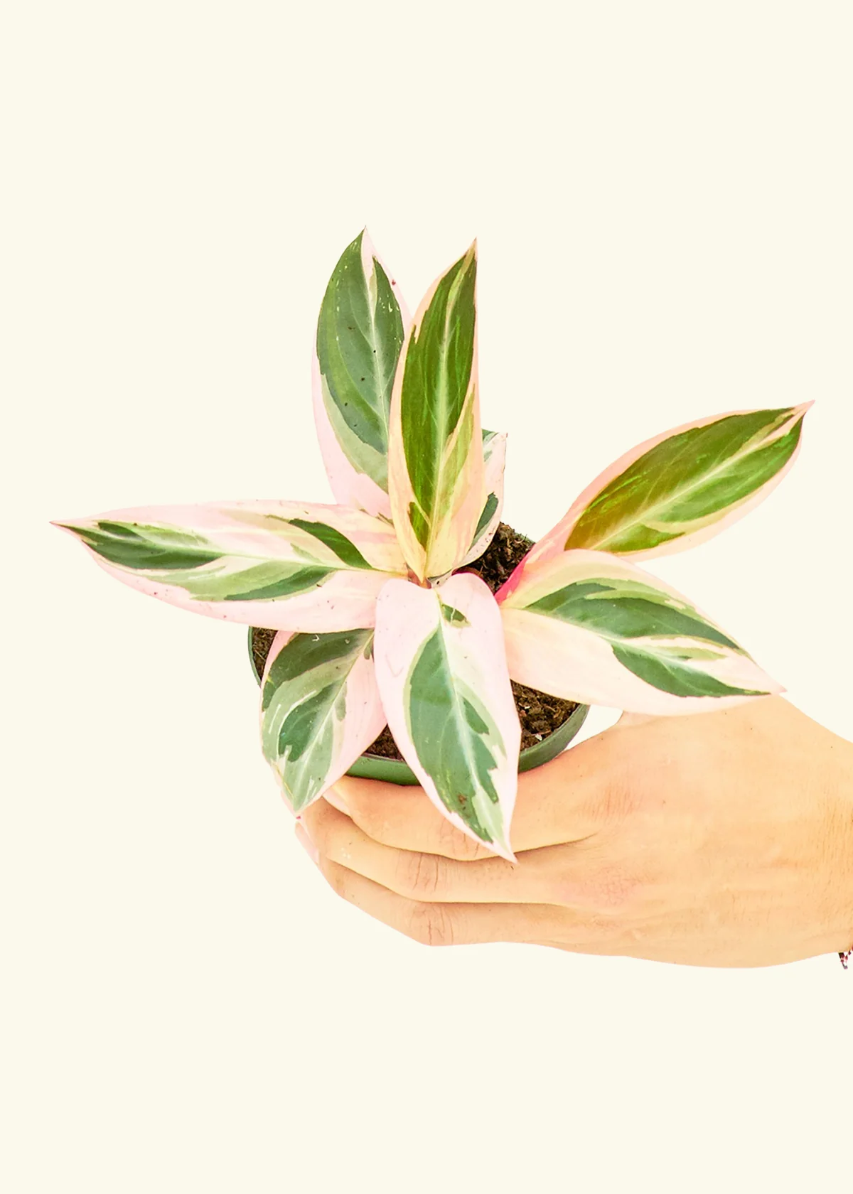 Stromanthe 'Triostar' - Image 3
