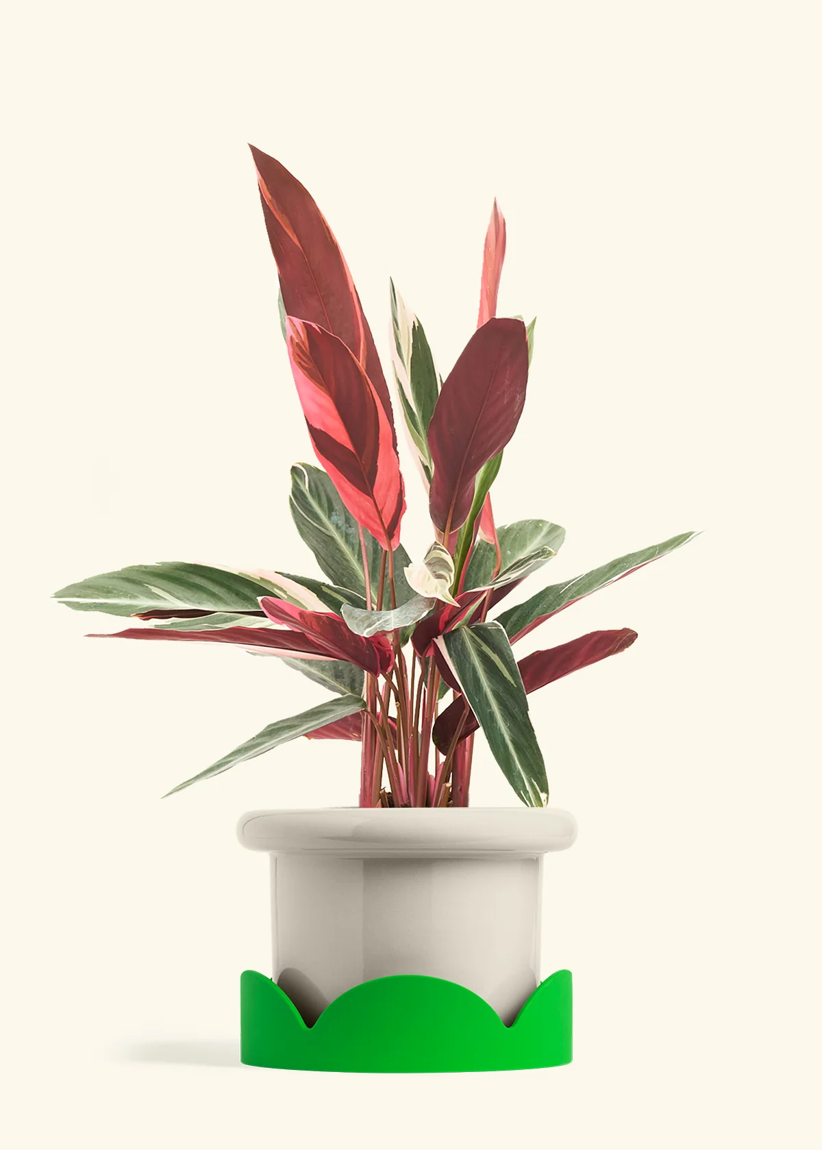 Stromanthe 'Triostar' - Image 30