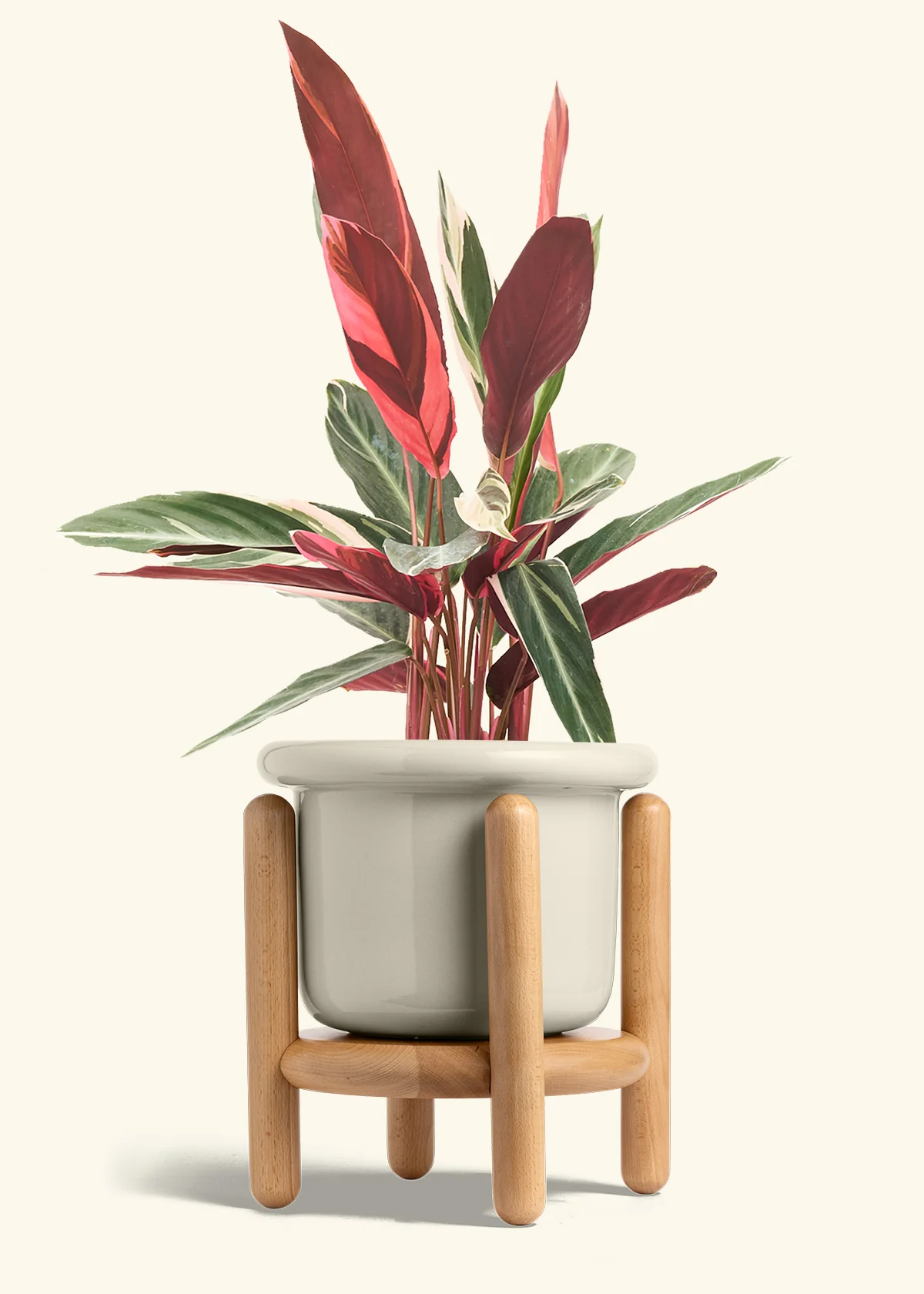 Stromanthe 'Triostar' - Image 32