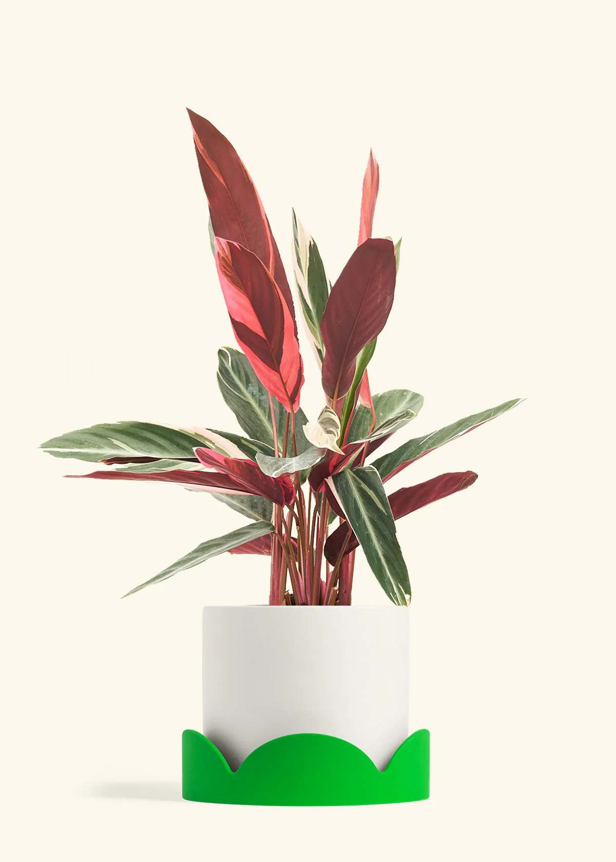 Stromanthe 'Triostar' - Image 33