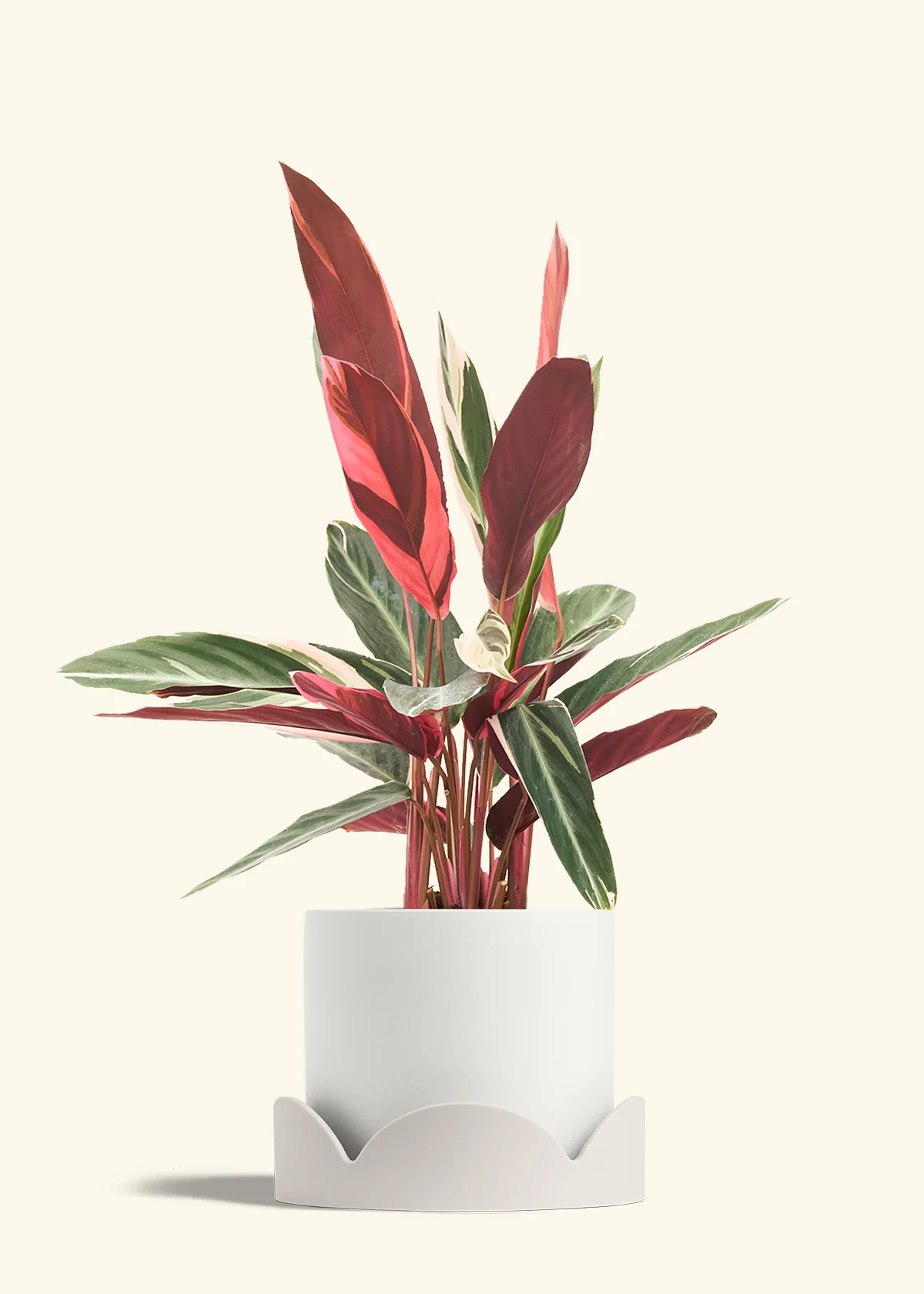 Stromanthe 'Triostar' - Image 34