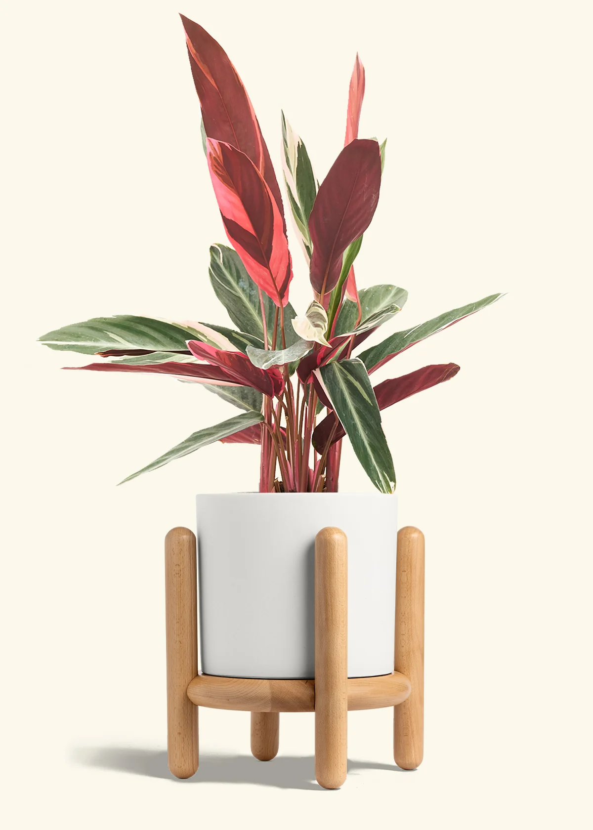 Stromanthe 'Triostar' - Image 35