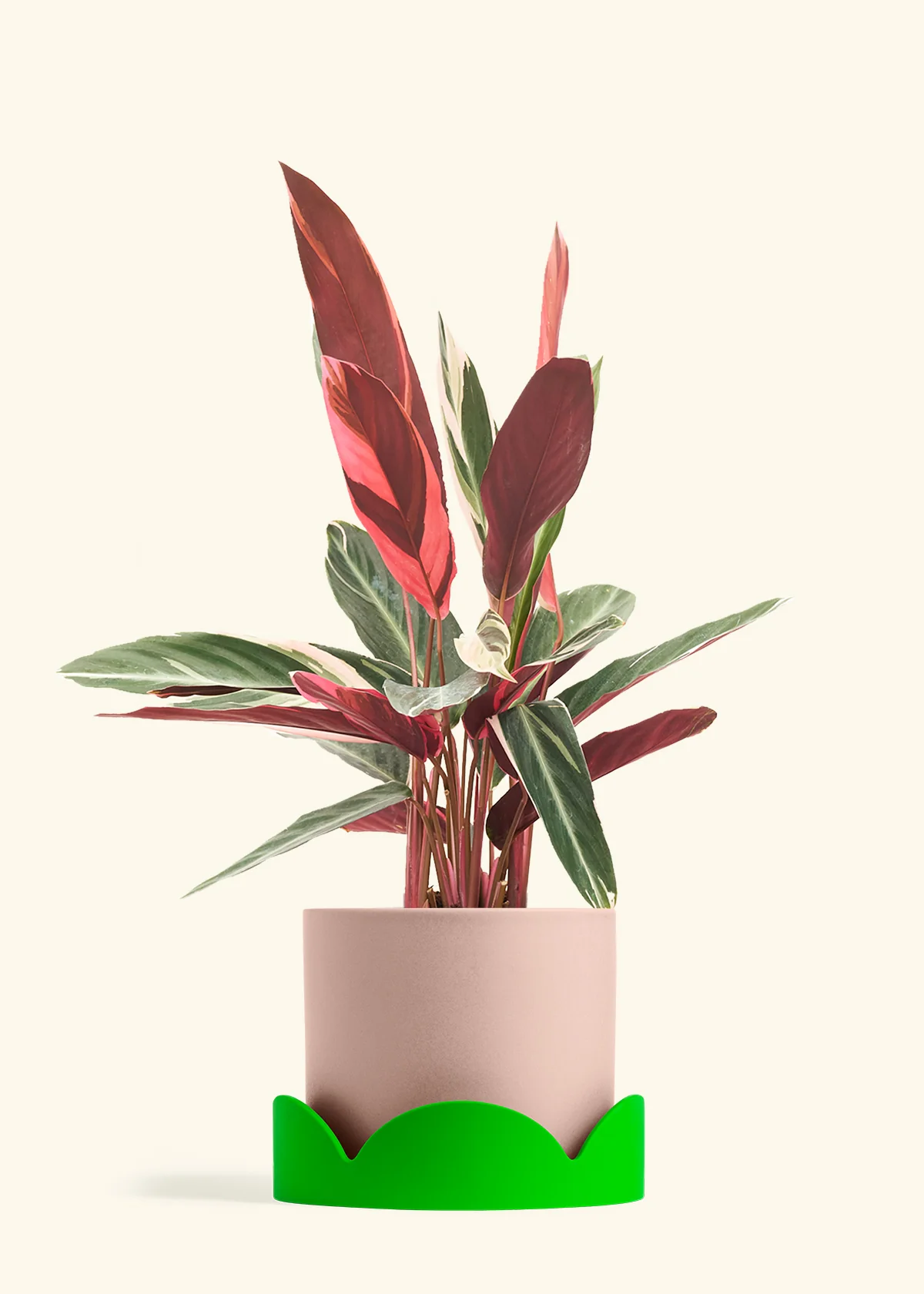 Stromanthe 'Triostar' - Image 36