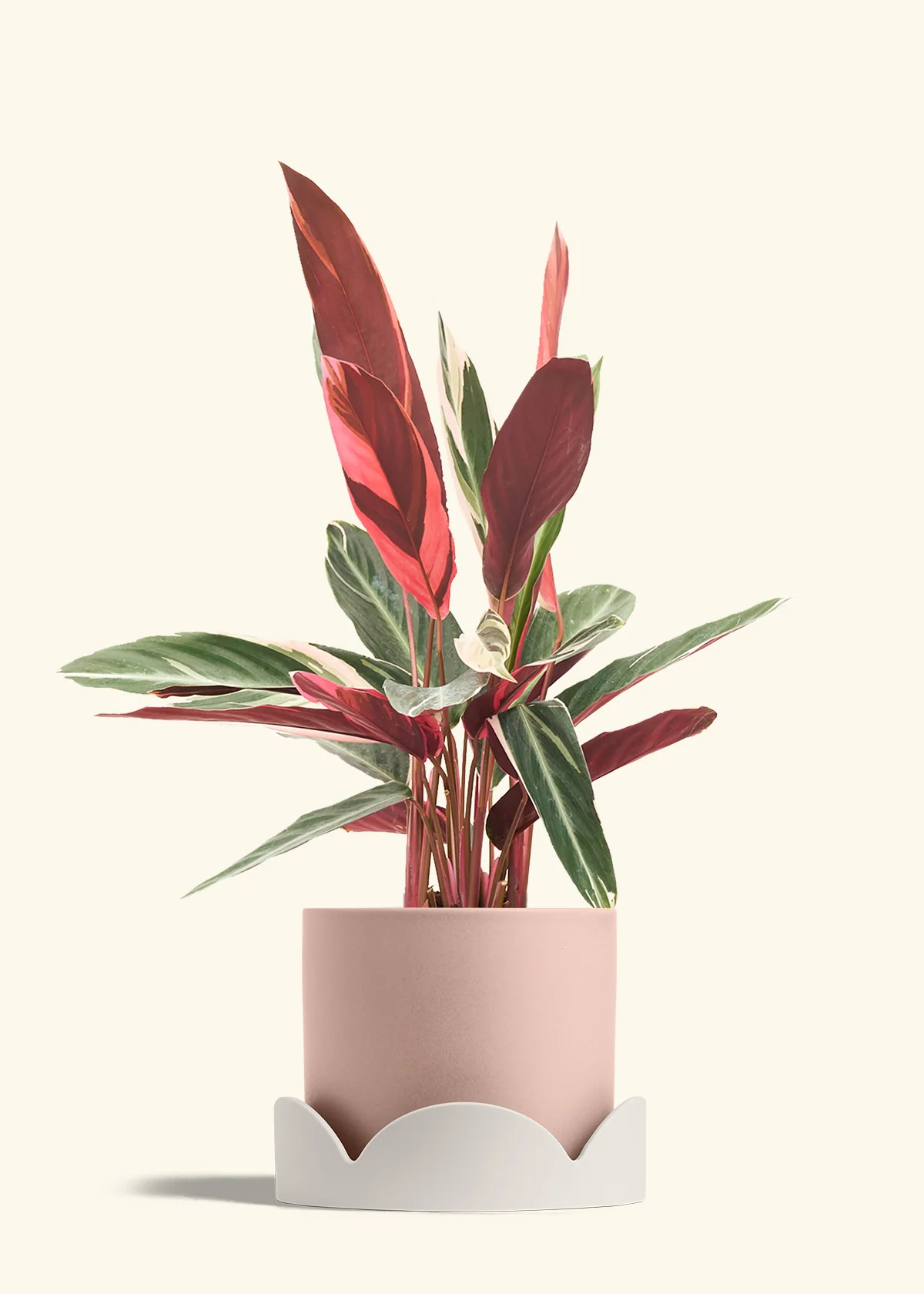 Stromanthe 'Triostar' - Image 37