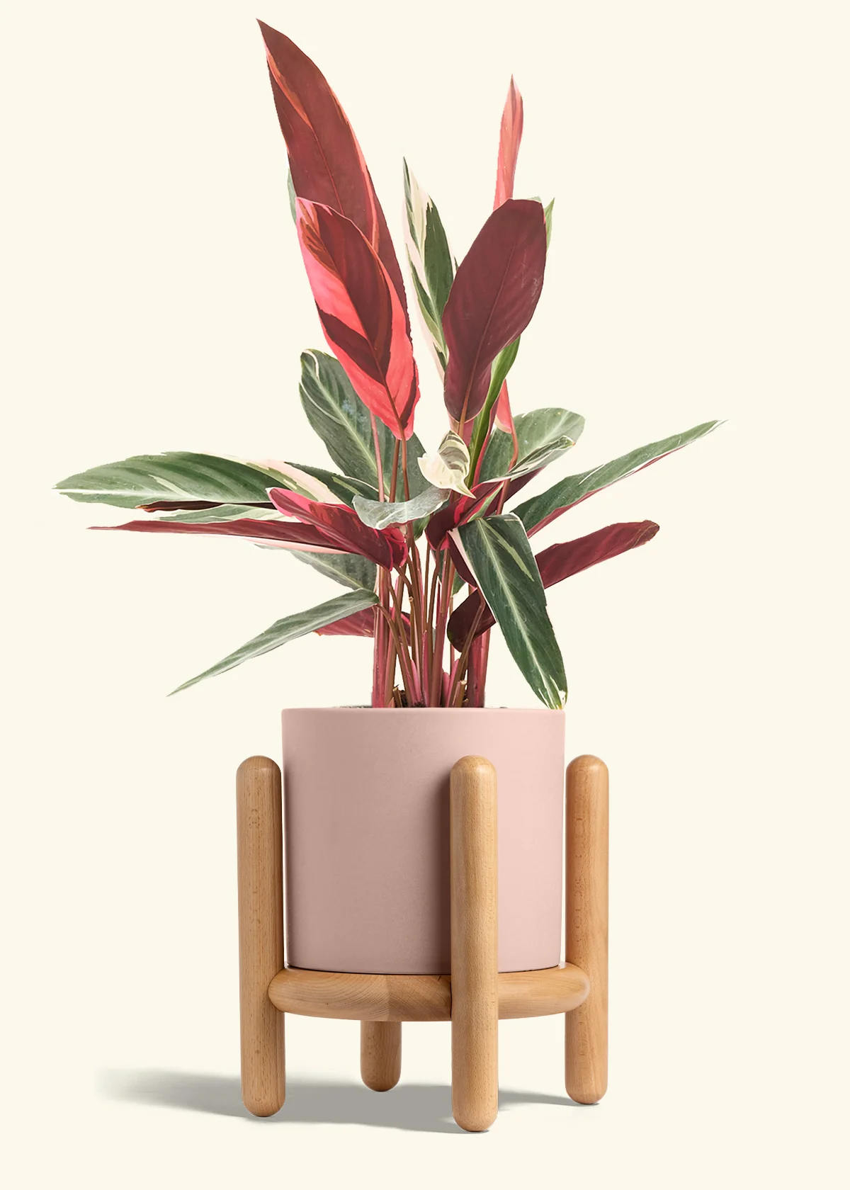 Stromanthe 'Triostar' - Image 38