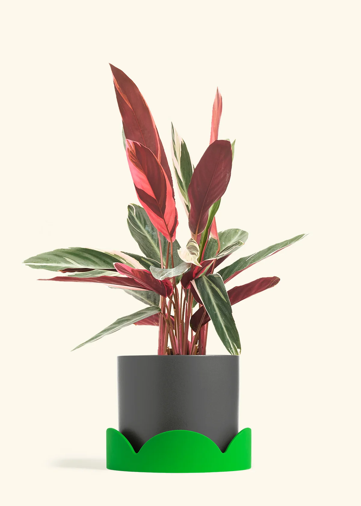 Stromanthe 'Triostar' - Image 39
