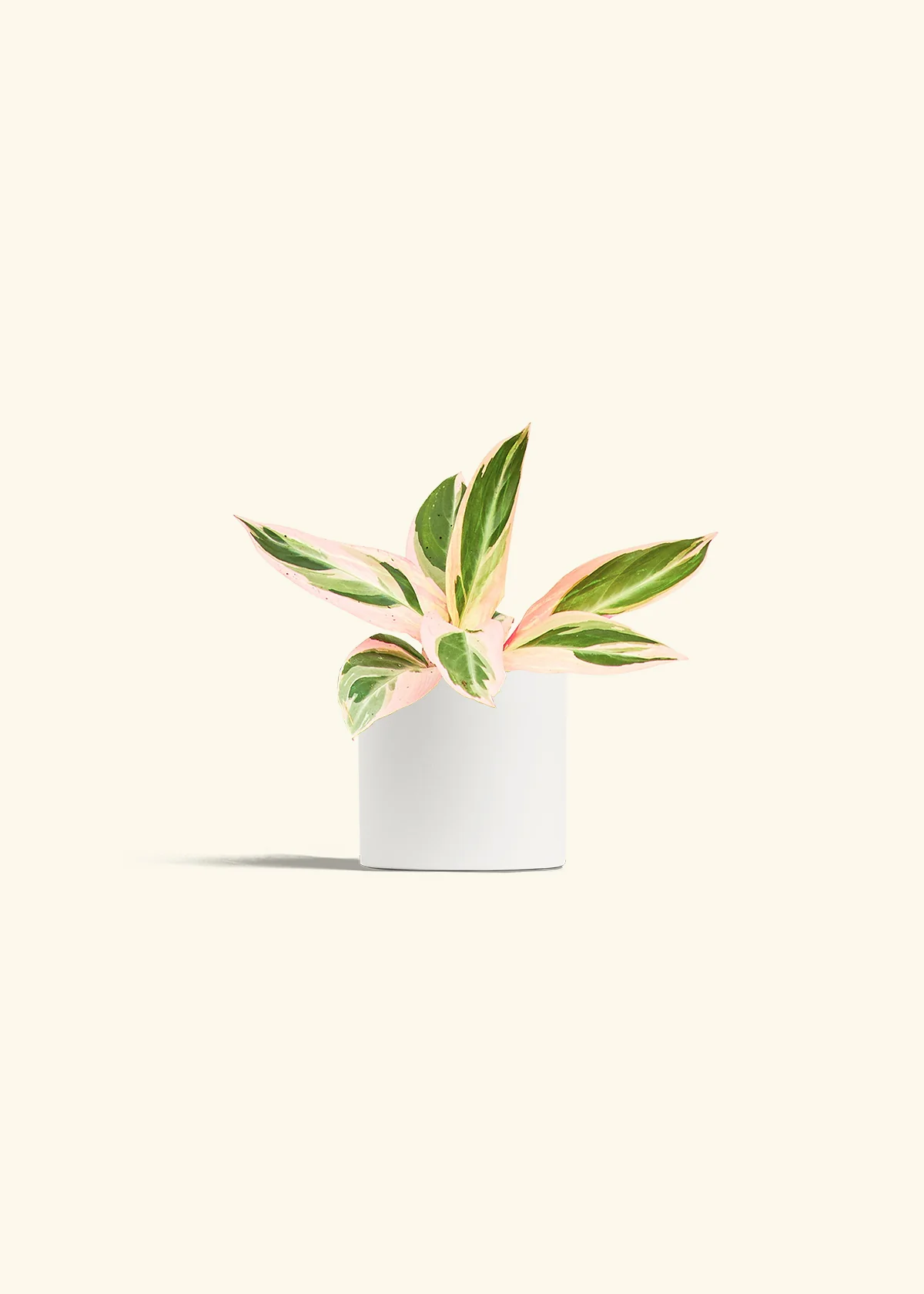 Stromanthe 'Triostar' - Image 4