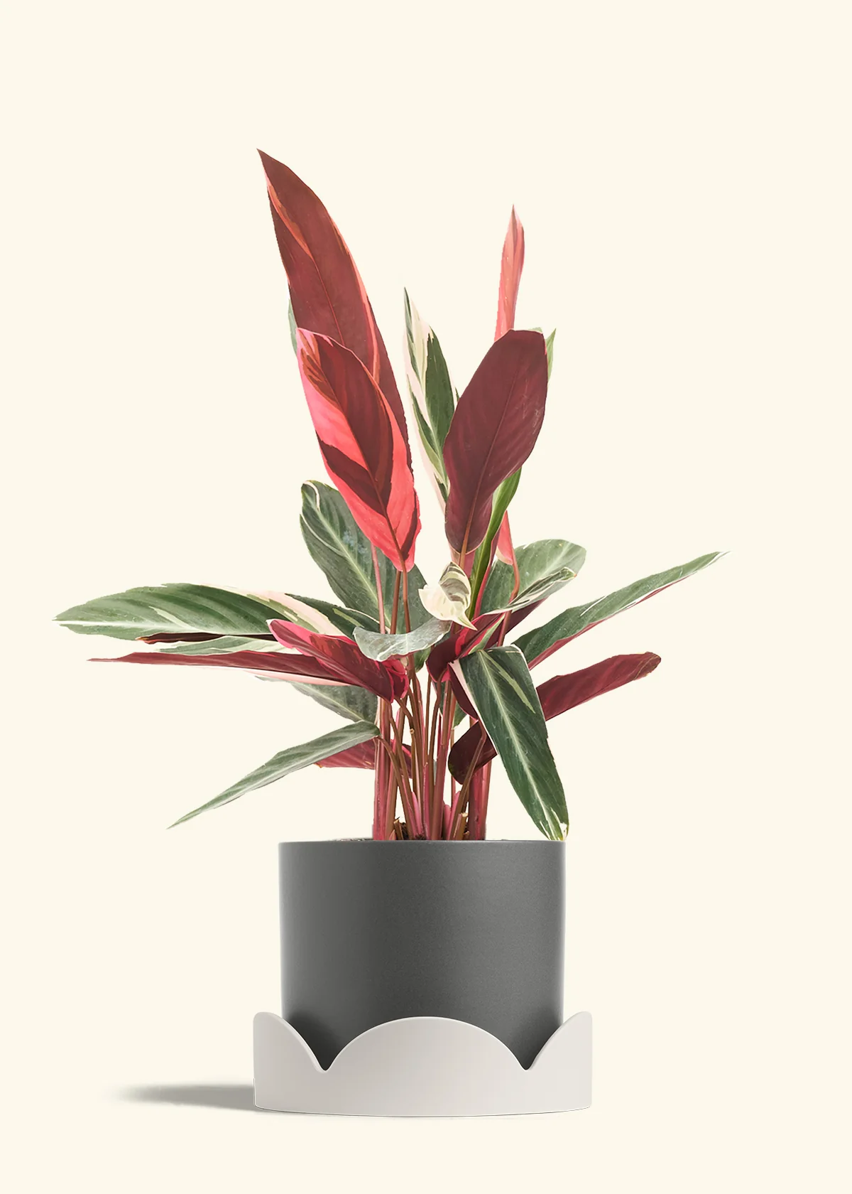 Stromanthe 'Triostar' - Image 40
