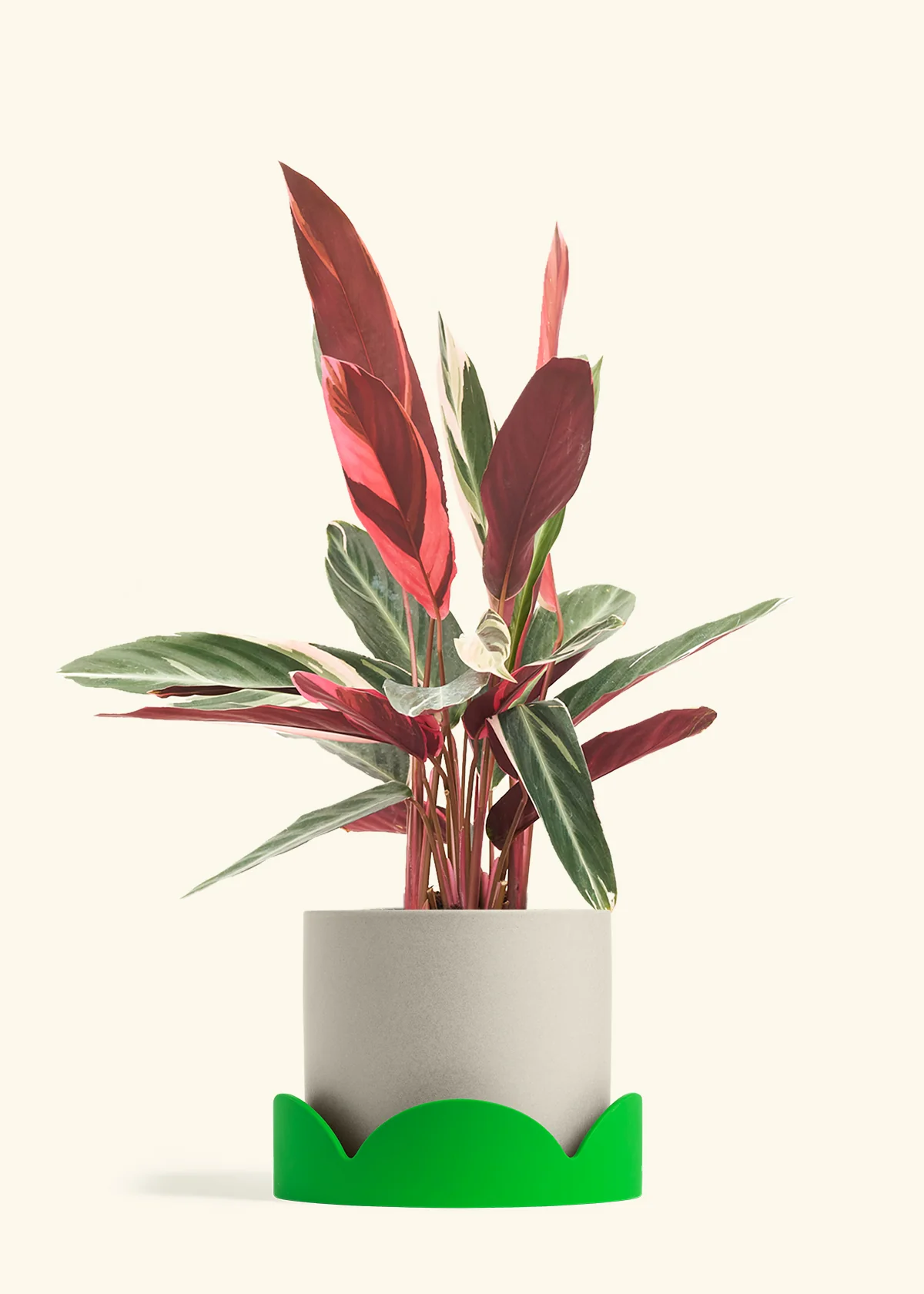 Stromanthe 'Triostar' - Image 42