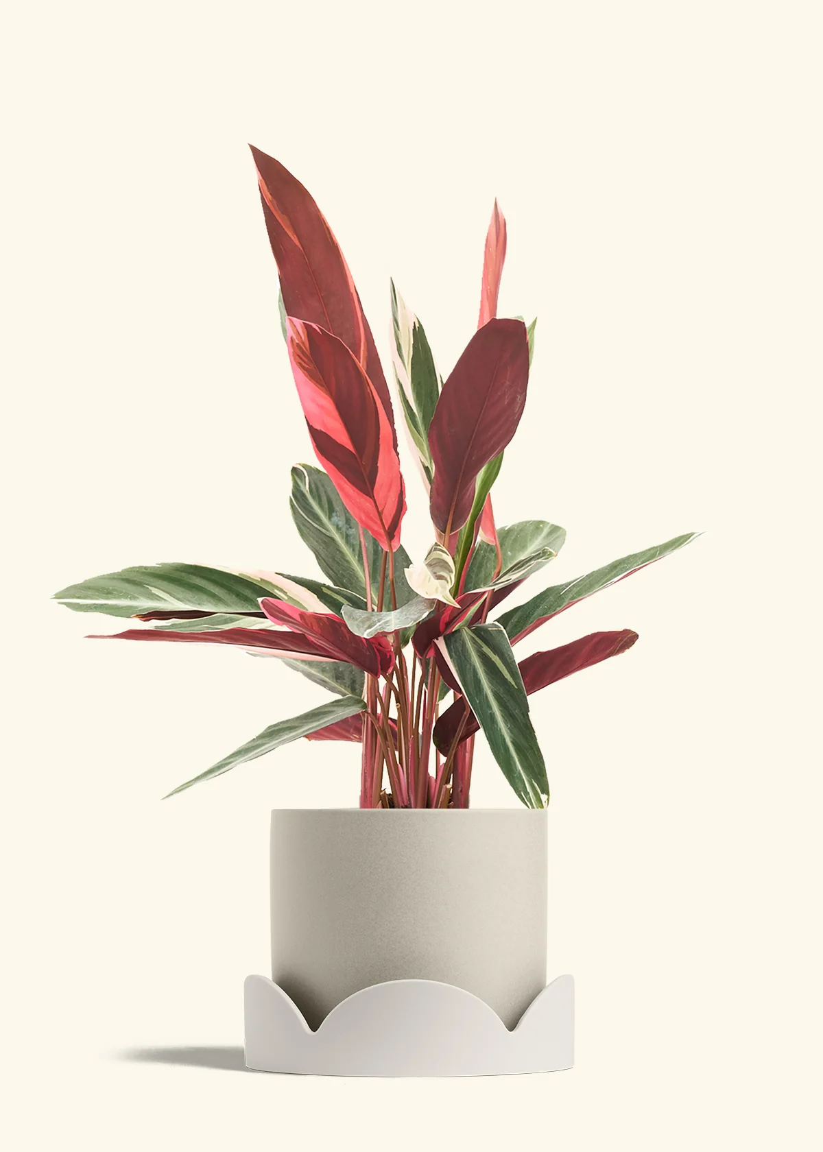 Stromanthe 'Triostar' - Image 43