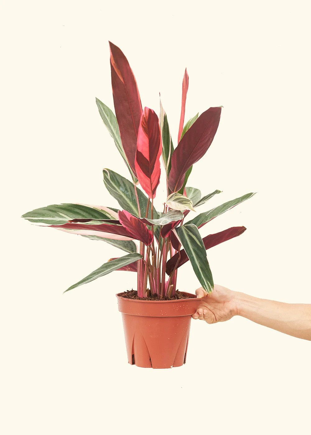 Stromanthe 'Triostar' - Image 45