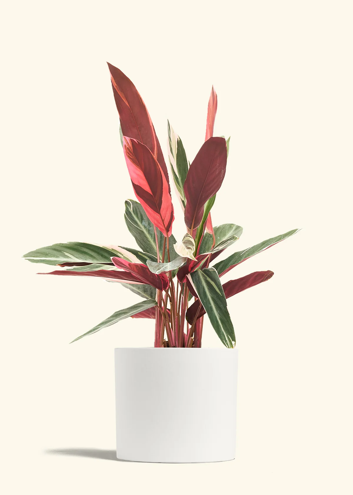 Stromanthe 'Triostar' - Image 46
