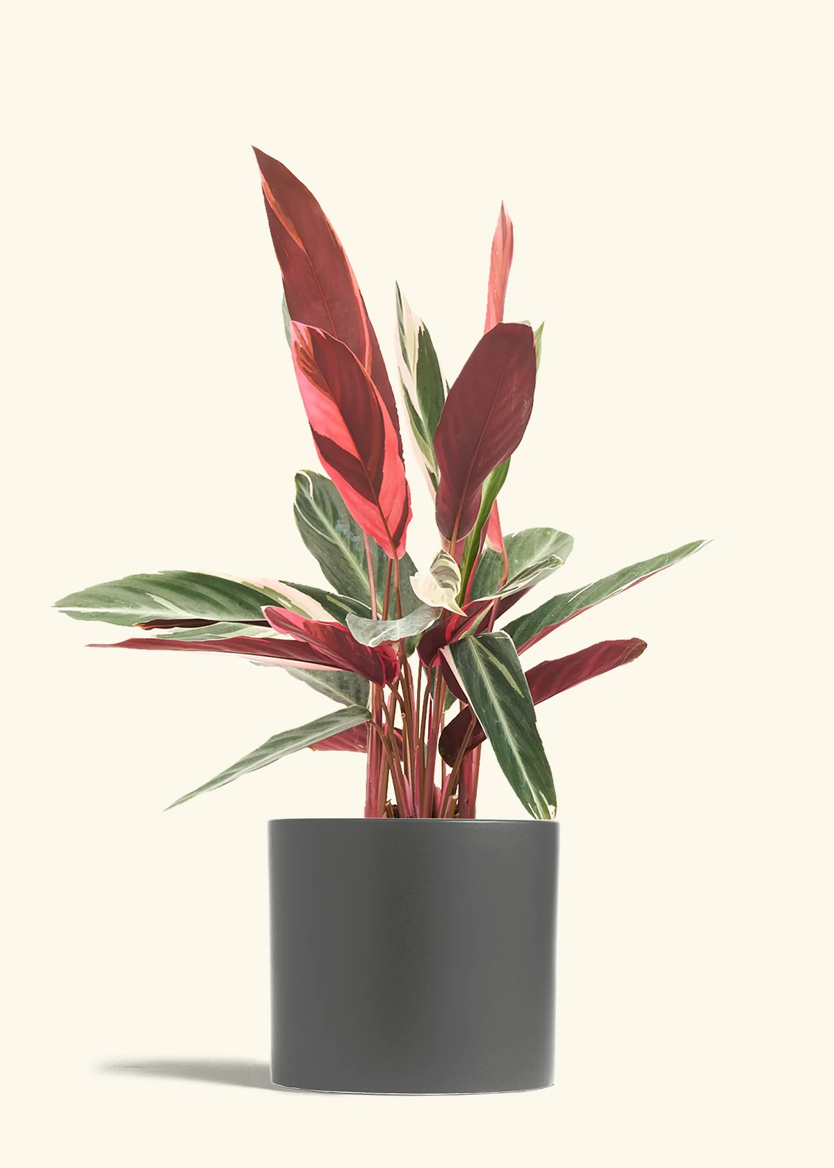 Stromanthe 'Triostar' - Image 48