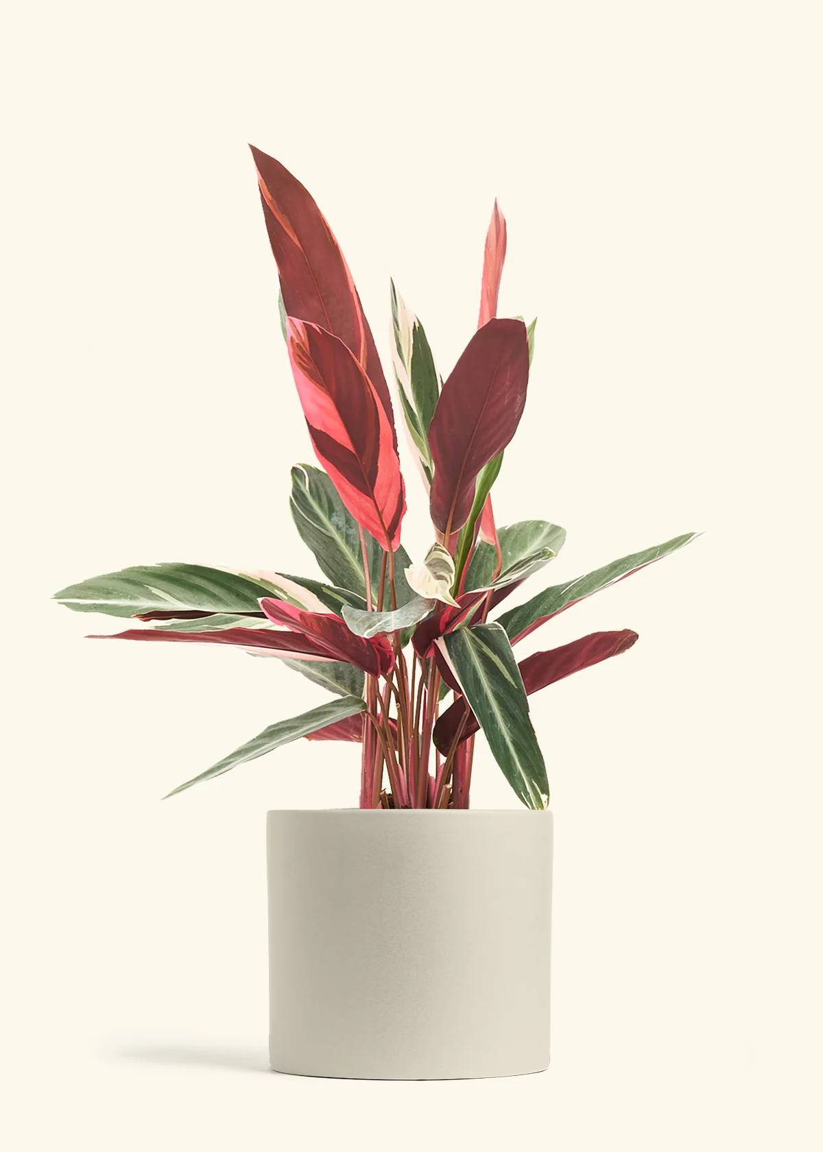 Stromanthe 'Triostar' - Image 49
