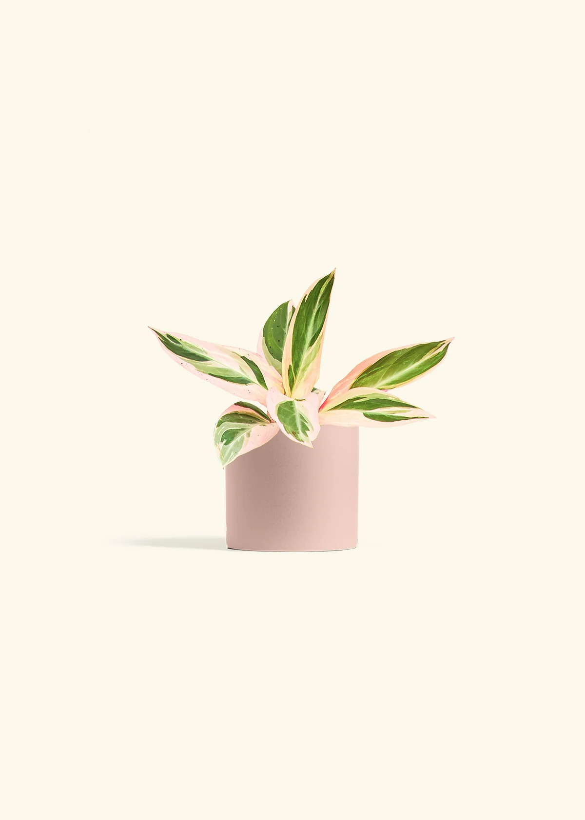 Stromanthe 'Triostar' - Image 5