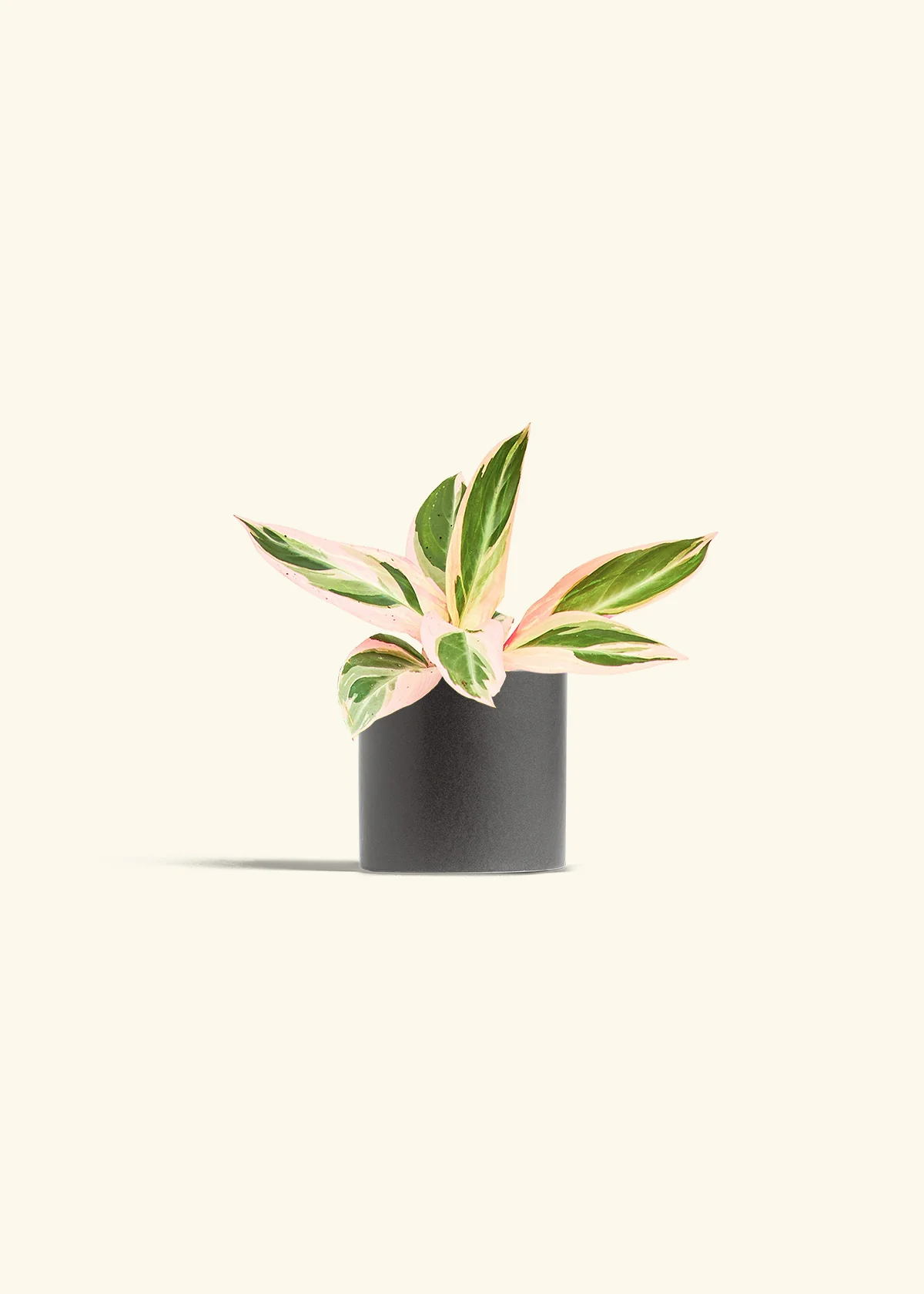 Stromanthe 'Triostar' - Image 6