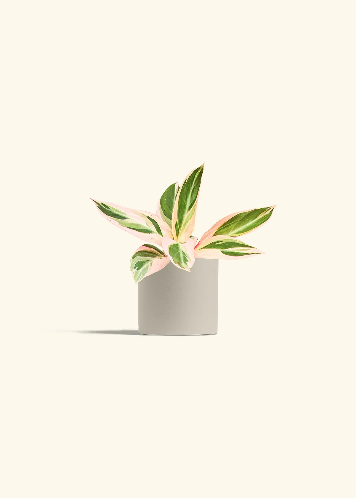 Stromanthe 'Triostar' - Image 7