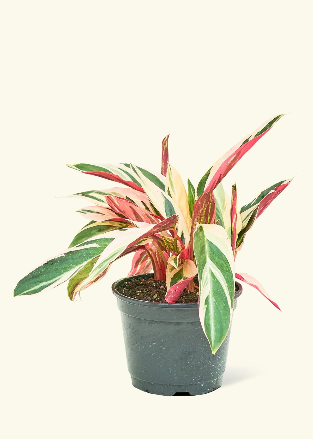 Stromanthe 'Triostar' - Image 8