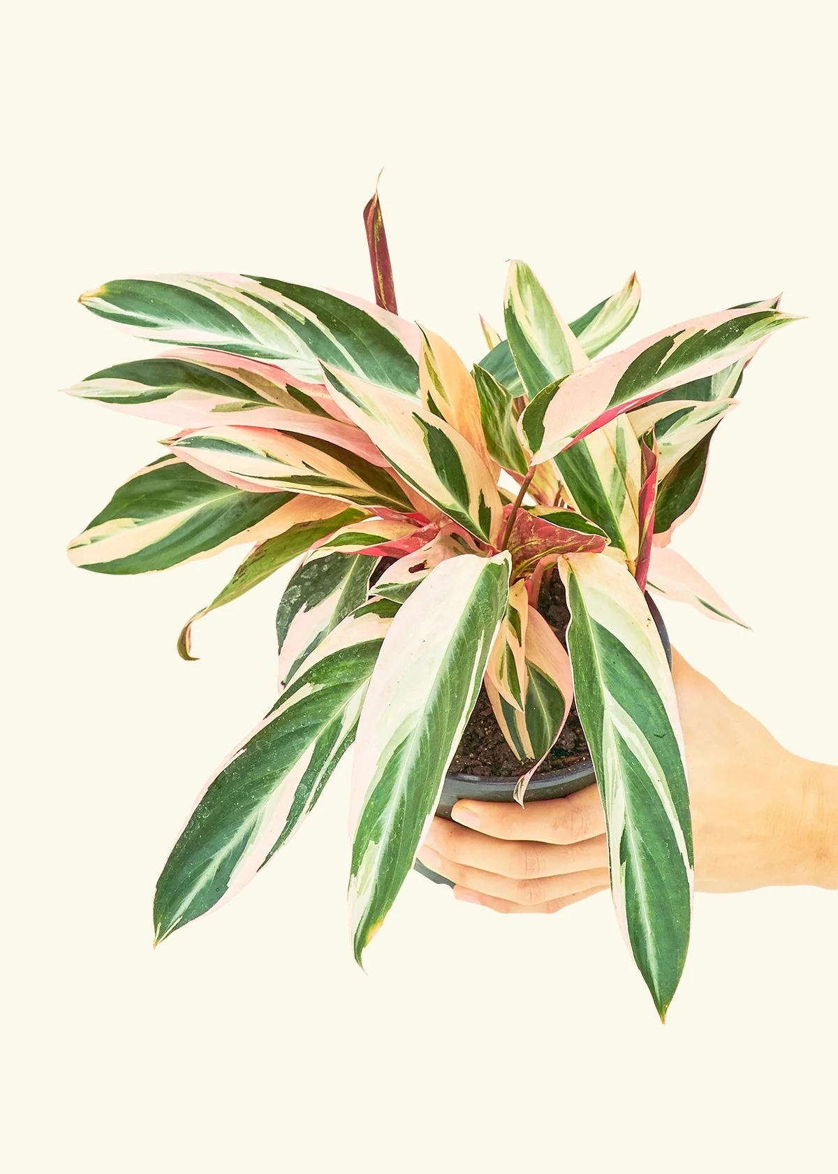 Stromanthe 'Triostar' - Image 9