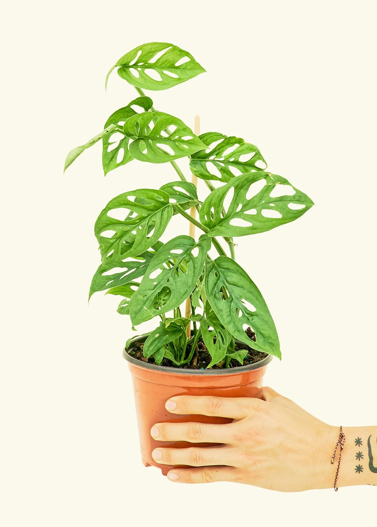 Swiss Cheese Vine - Image 10