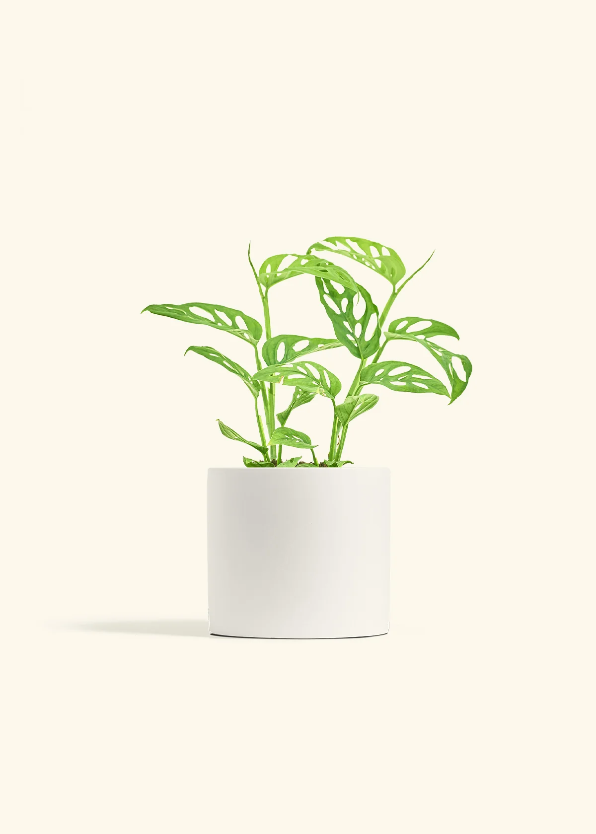 Swiss Cheese Vine - Image 11