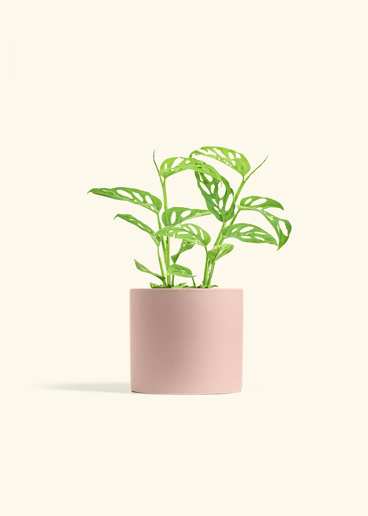 Swiss Cheese Vine - Image 12