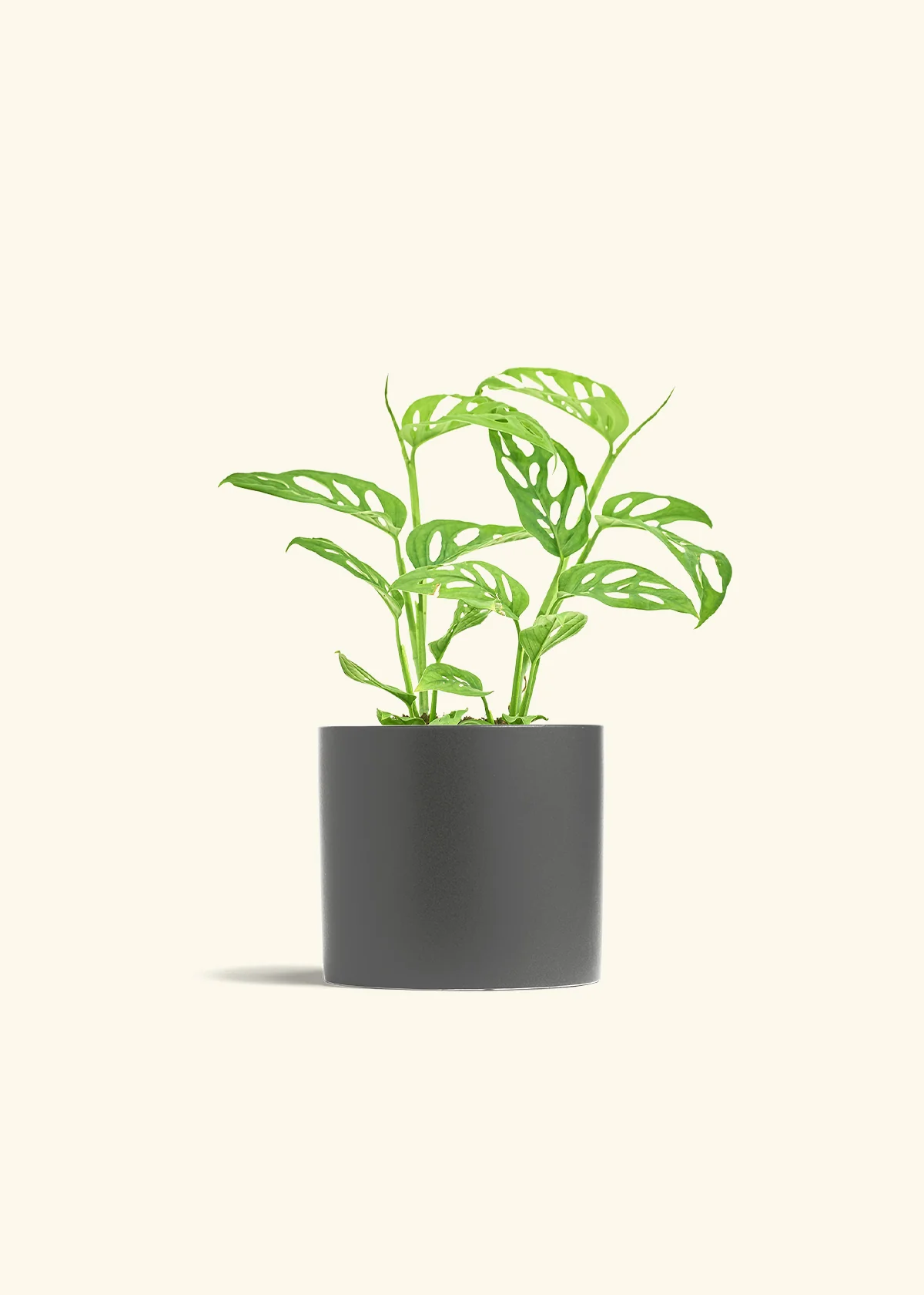 Swiss Cheese Vine - Image 13