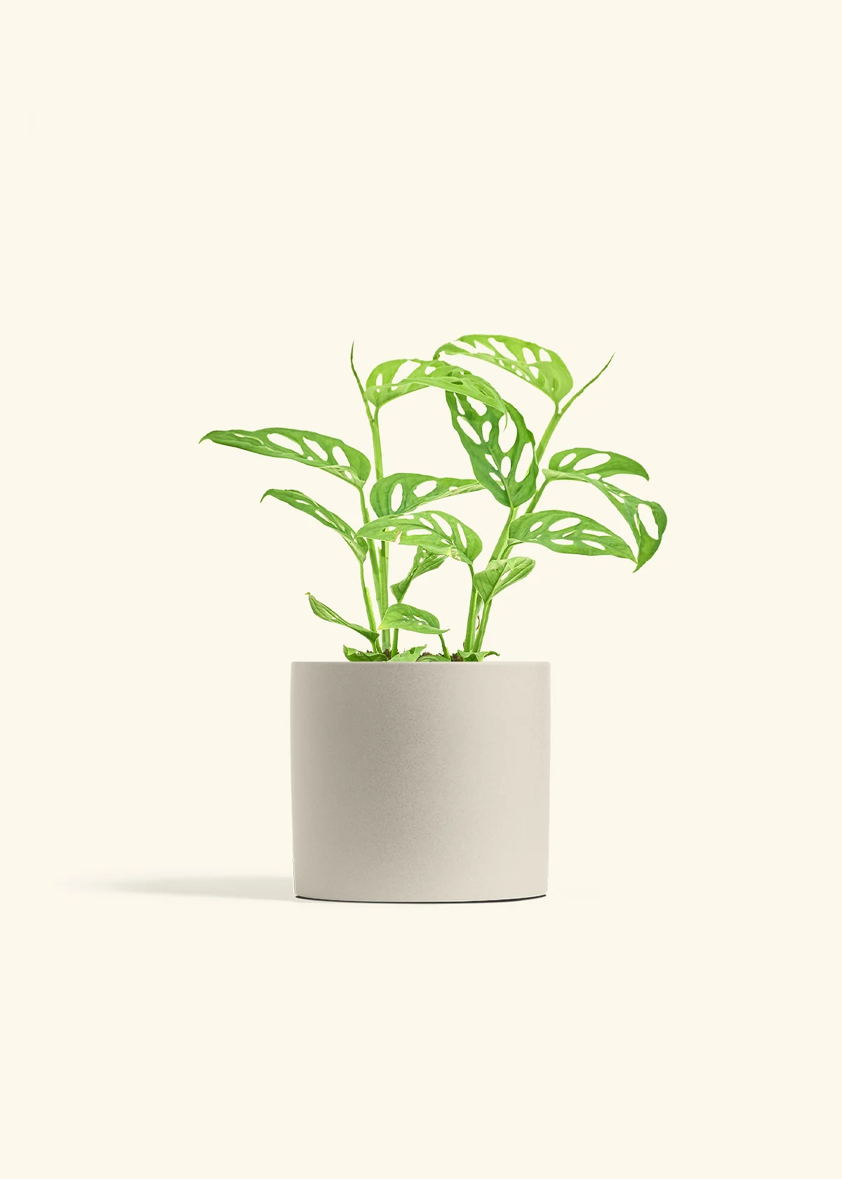 Swiss Cheese Vine - Image 14