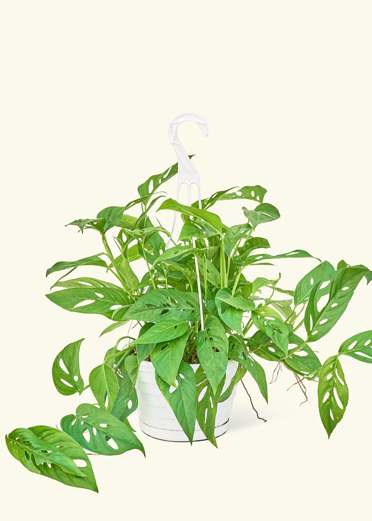 Swiss Cheese Vine - Image 15