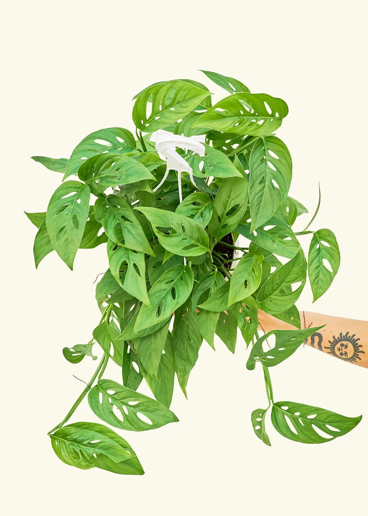 Swiss Cheese Vine - Image 16
