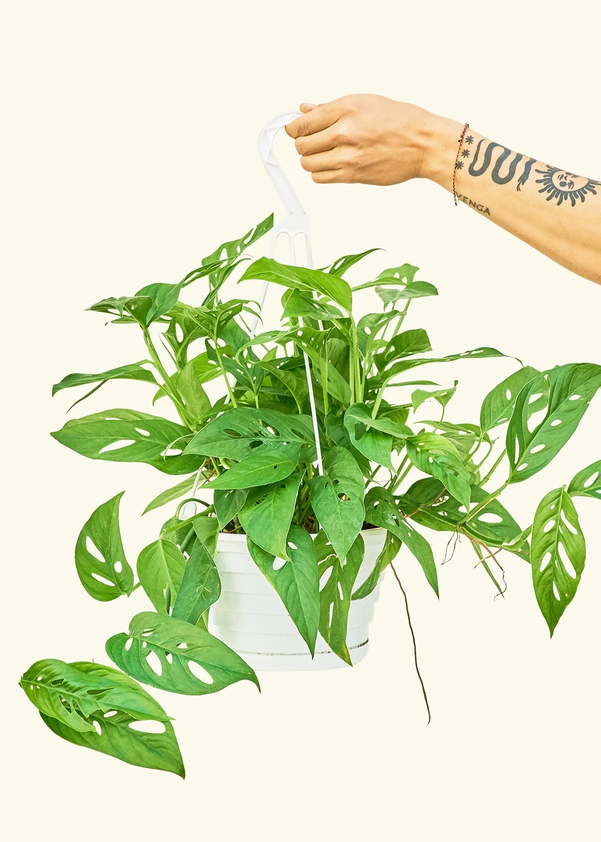 Swiss Cheese Vine - Image 17