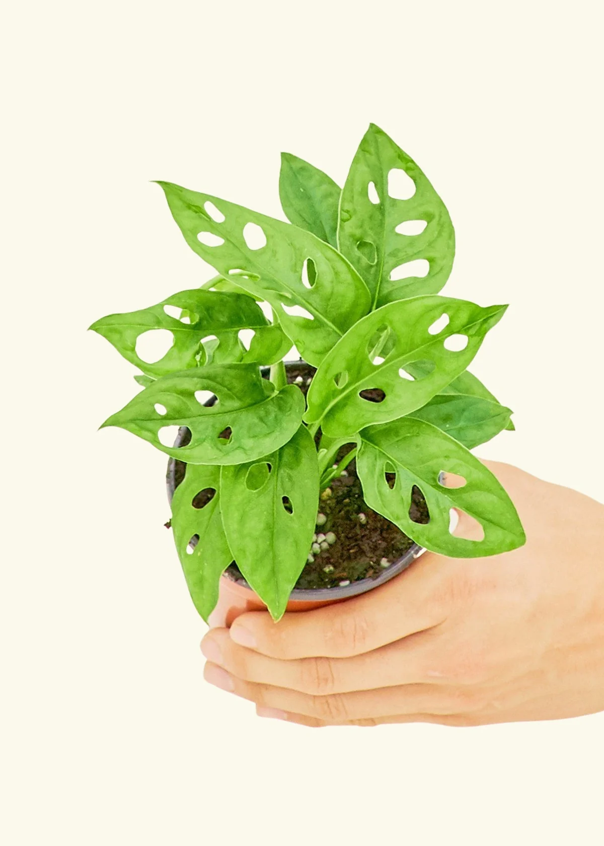 Swiss Cheese Vine - Image 3