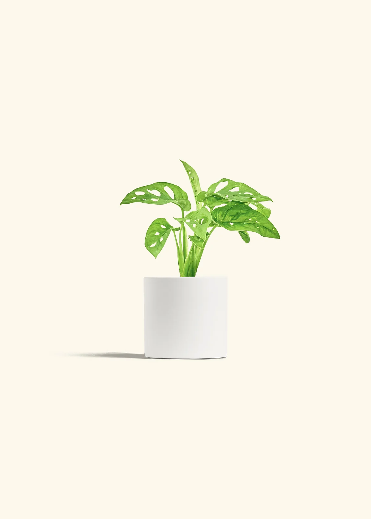 Swiss Cheese Vine - Image 4